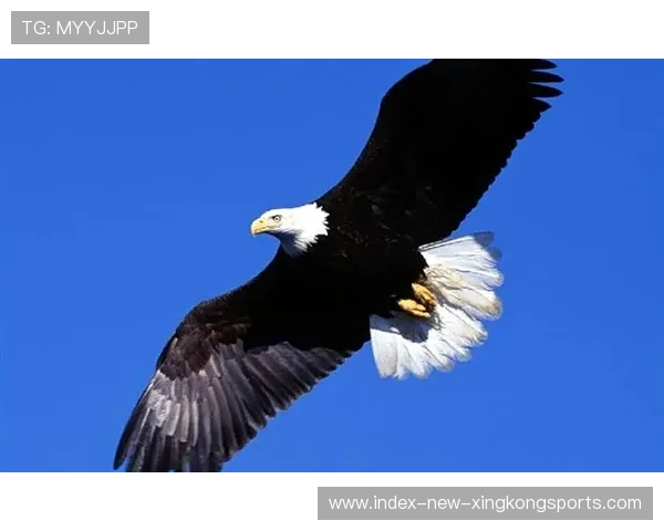 老鹰继续高歌猛进——力争上游的雄鹰精神激励你的每一天